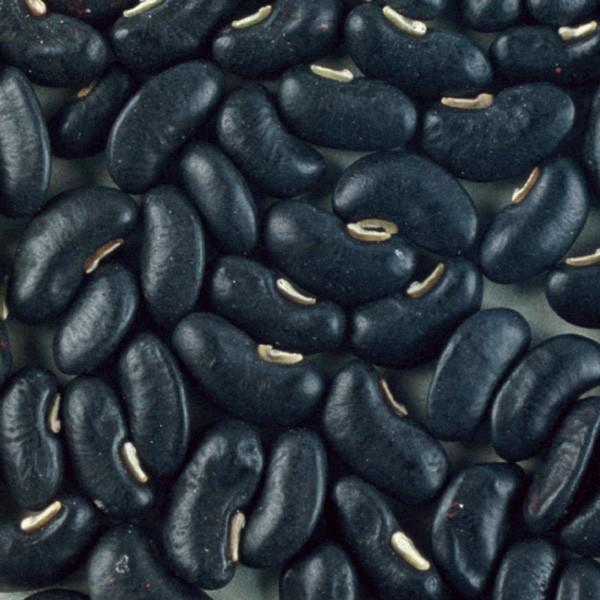 黒ささげ豆の種(39) 野菜の種/種子 黒種三尺大長・ささげ 25ml（メール便発送）タキイ種苗