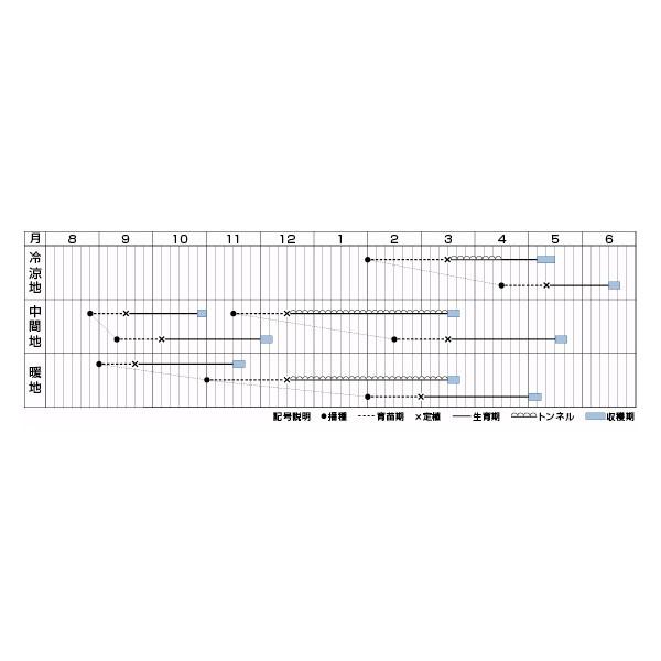 野菜の種/種子 ワインドレス・リーフレタス ペレット5000粒（大袋）タキイ種苗