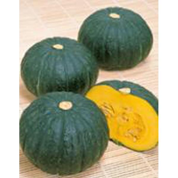 蔬菜の種/内果皮 おとぎ話・西洋カボチャ かぼちゃ 500粒（大袋）サカタのタネ 種苗