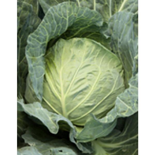 野菜の種/種子 かおるだま・キャベツ 5000粒缶入 ペレット種子（大袋）サカタのタネ 種苗