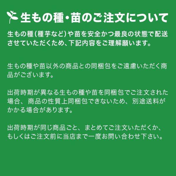 花の苗　サンパチェンス/ラベンダースプラッシュ/3ポットセット/10.5cmポット 花苗【4月下旬頃順次発送予定】｜vg-harada｜04