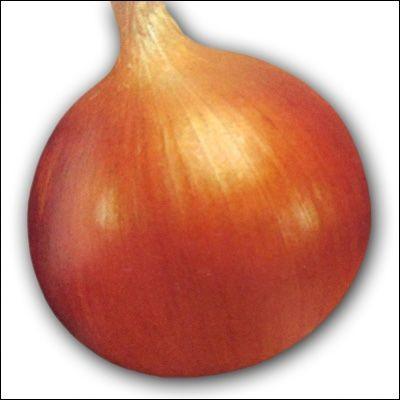 野菜の苗 中生 O・P黄 タマネギ 玉葱苗 玉ねぎ お得な約500本