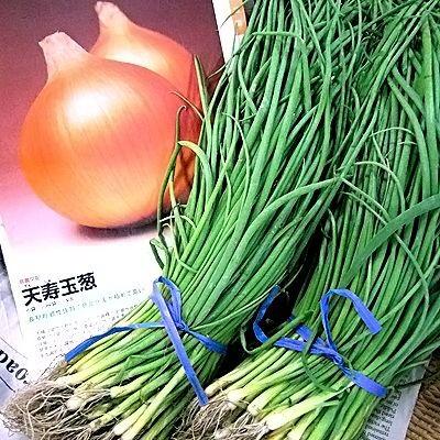 令和7年分完売！沢山のご注文ありがとうございました！】野菜の苗 中