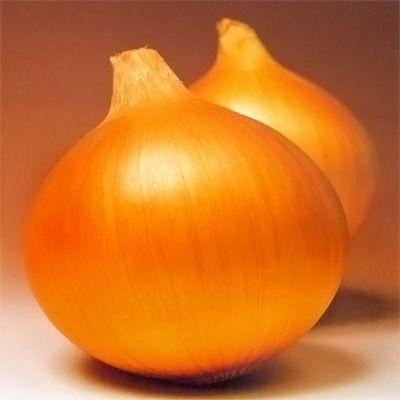 令和7年分完売！沢山のご注文ありがとうございました！】野菜の苗 中