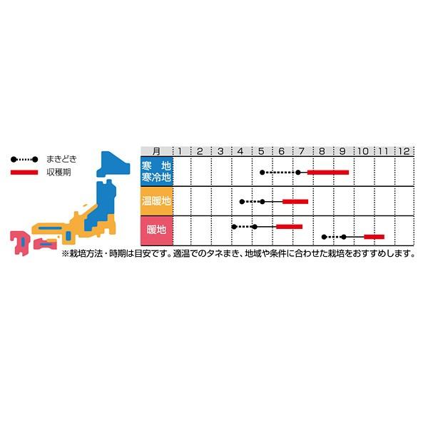 野菜の種/種子 れんたろう つるなしいんげん 約60粒（メール便発送）サカタのタネ 種苗｜vg-harada｜02