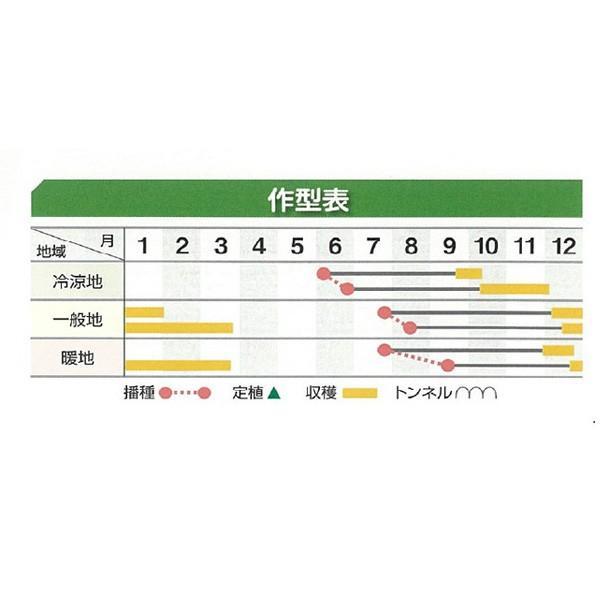 野菜の種/種子 らいむ ニンジン 人参 2dl（大袋）の画像