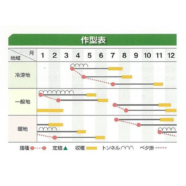 野菜の種/種子 れいめい ニンジン 人参 2dl（大袋）の画像