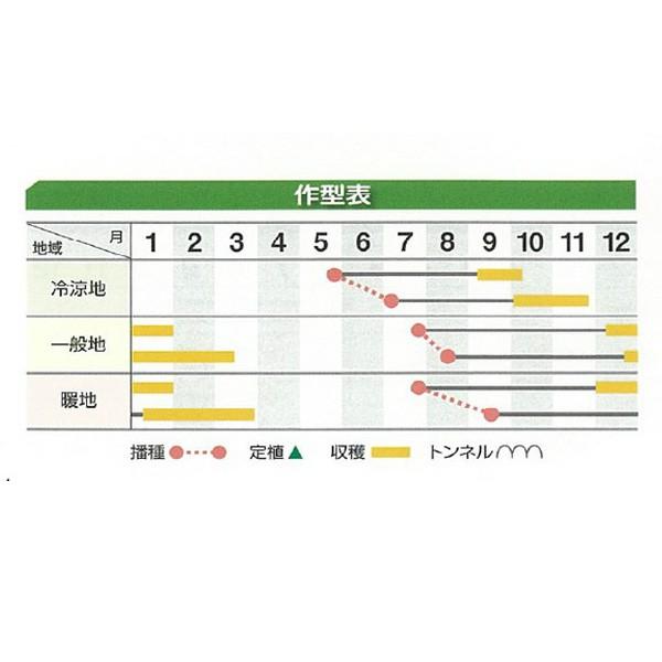 野菜の種/種子 はまべに ニンジン 人参 2dl（大袋）の画像
