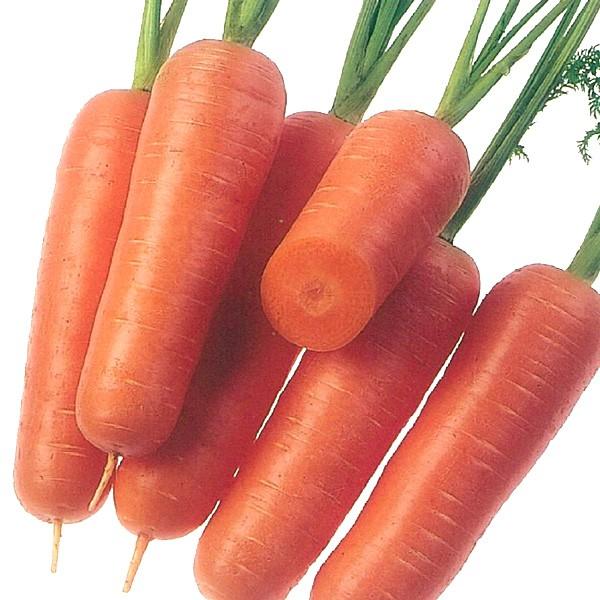 野菜の種/種子 ゆめはま 五寸ニンジン 人参 コート1万粒（大袋）