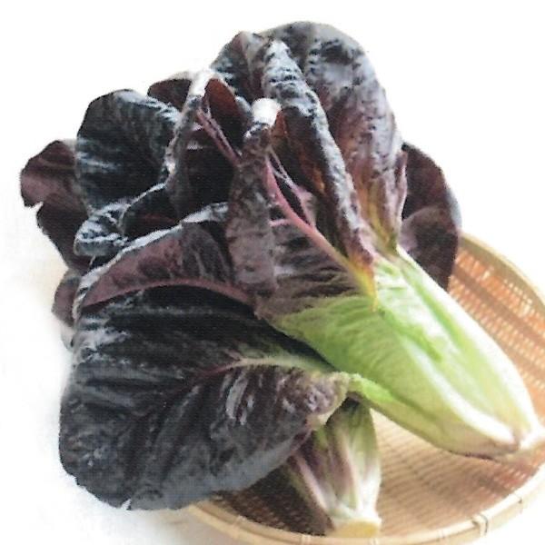 絶対一番安い 野菜の種 種子 レッドロメインレタス コート5000粒 大袋 人気ショップが最安値挑戦 Nicmosul Org