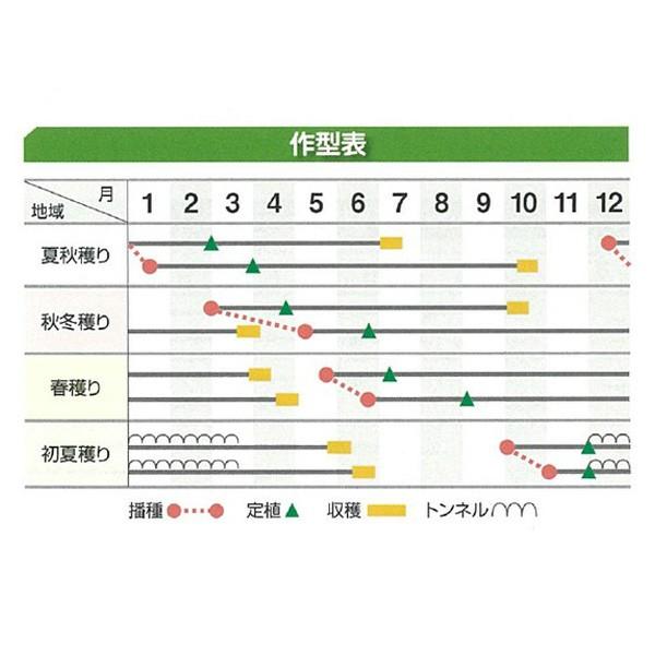 野菜の種/種子 龍ひかり1号 ねぎ 1dl（メール便発送） : ベジタブル