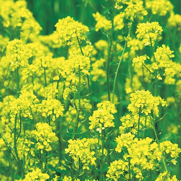 緑肥用からしな 安価 シロカラシ 日本製 黄花のちから 1kg 景観用作物 種 タキイ種苗 緑肥