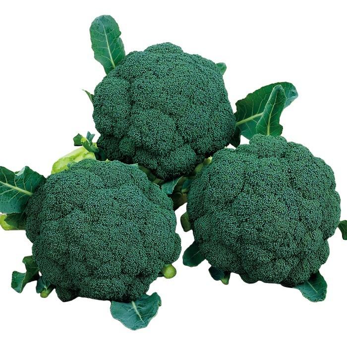 アーリーキャノン ブロッコリー コート種子 5000粒