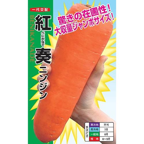 野菜の種/種子 紅奏・べにかなで ニンジン にんじん 人参 2dl （メール便発送）ナント種苗