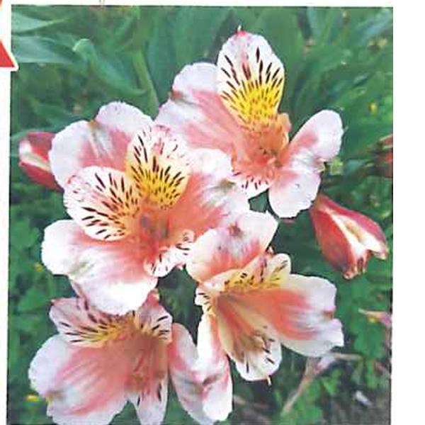 花の苗 ガーデンアルストロメリア サマーブレイク １ポット 10 5cmロングポット 鉢植え 花壇 切り花 宿根 花苗 4月中旬より順次発送 Vg ベジタブルガーデン ハラダ 通販 Yahoo ショッピング