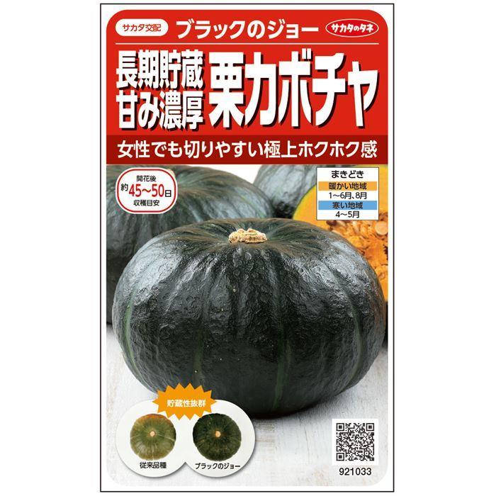 Sale Off 野菜の種 種子 ブラックのジョー カボチャ かぼちゃ 6粒 メール便発送 サカタのタネ 種苗