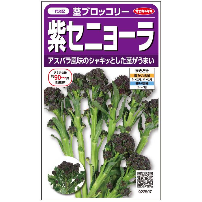 野菜の種/種子 紫セニョーラ・茎ブロッコリー 20粒（メール便発送）サカタのタネ 種苗｜vg-harada