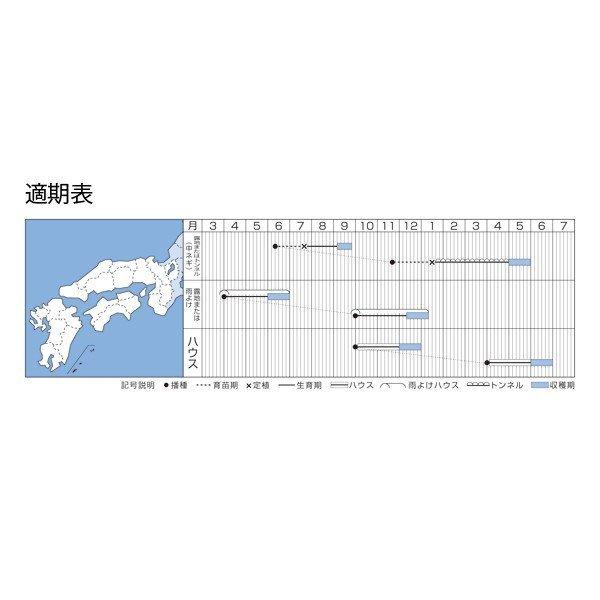 野菜の種/種子 京千緑・ねぎ 1L（大袋）タキイ種苗の画像