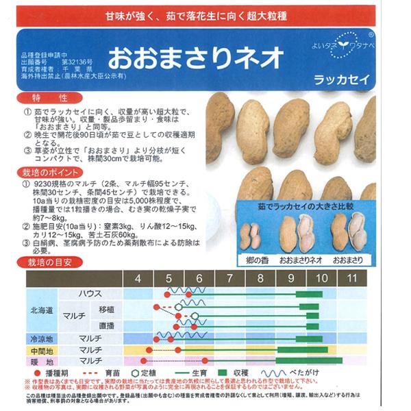 【大人気！】野菜・種/種子　 おおまさりネオ  落花生・生もの種 1dl(約35粒)【3月下旬頃発送予定】｜vg-harada｜04