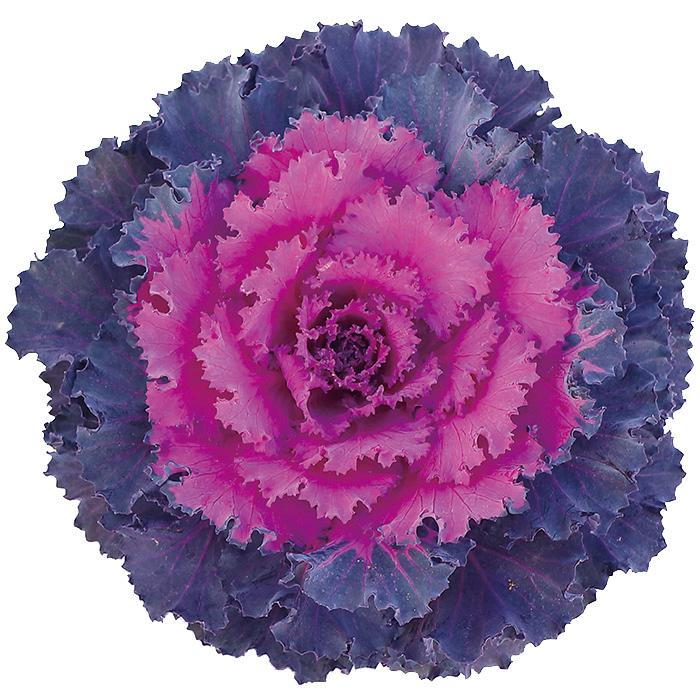 花の種 営利用 葉牡丹 ハボタン ローブ シリーズ レッド フィルムコート種子 1 000粒 サカタのタネ 種苗 メール便発送 Vg ベジタブルガーデン ハラダ 通販 Yahoo ショッピング