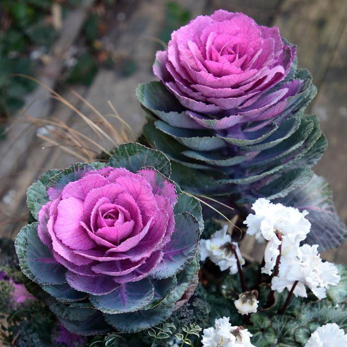 花の種（営利用）ハボタン 円(まどか）春の紅 1,000粒 コート種子