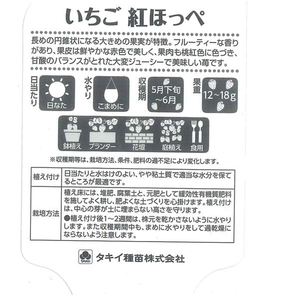 数量限定】果物の苗 紅ほっぺ イチゴ ・いちご苗 3ポットセット/3号