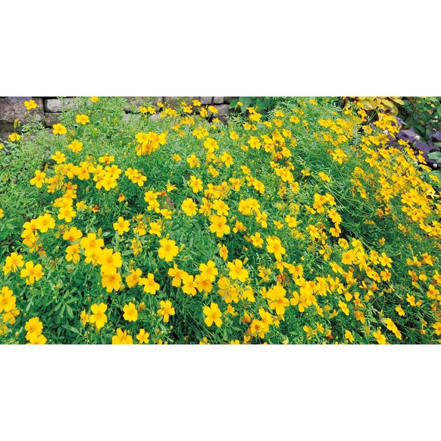 花の苗 タゲテス ゴールドメダル/3ポットセット/9cmポット 花苗