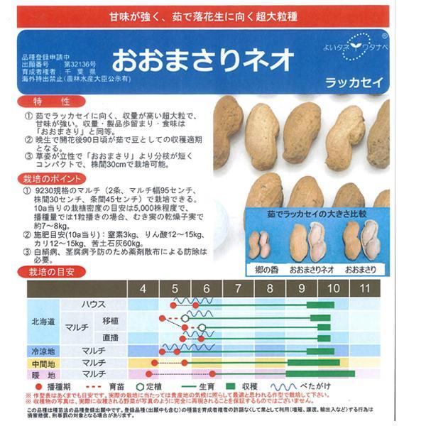 大人気！】野菜・種/種子 おおまさりネオ 落花生・生もの種 1L (約370
