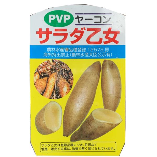 大人気♪野菜の苗 ヤーコン苗 2ポット入りセット : ベジタブルガーデン