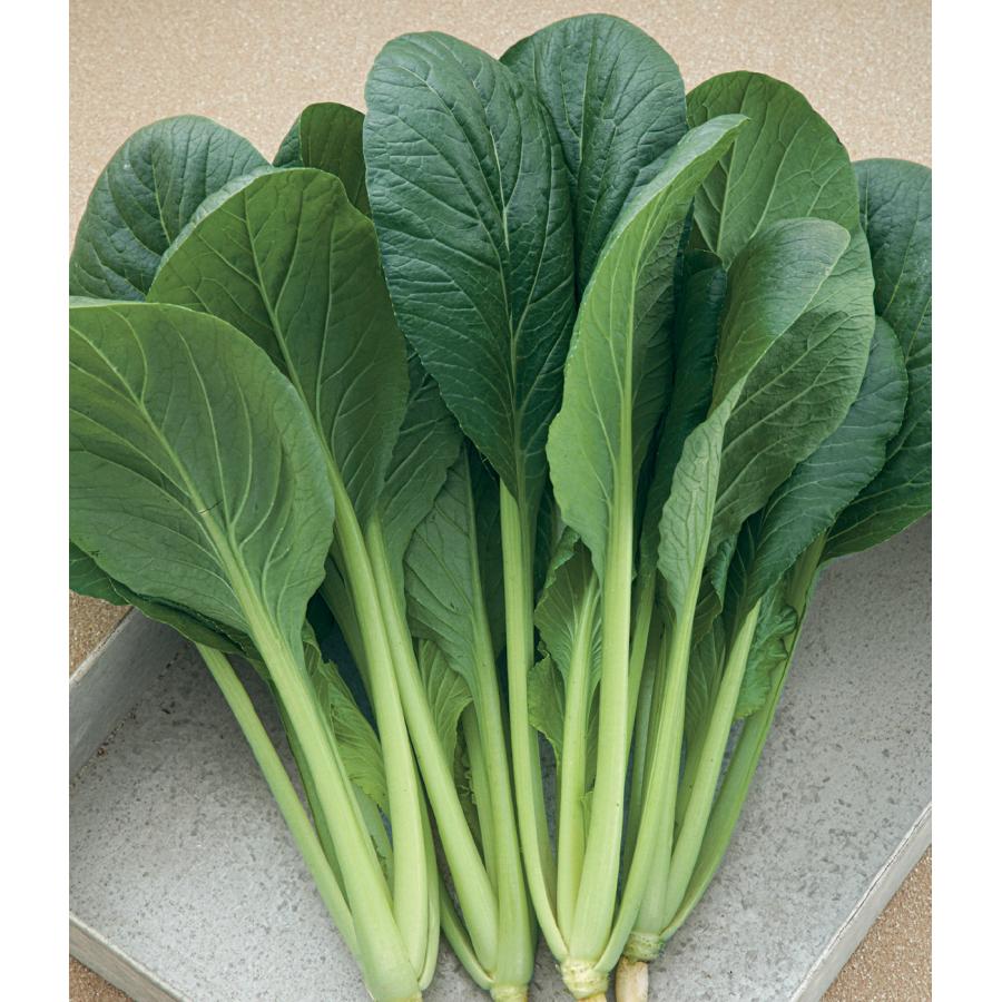 野菜の種/種子 夏蒼天・コマツナ 小松菜 こまつ菜 20ml（メール便発送
