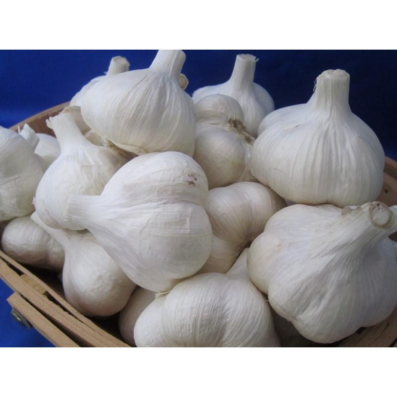 送料無料！】国産 青森県産 ニンニク種子 にんにく種子 福地ホワイト M