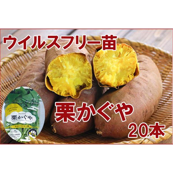 新品種あまはづき苗100本栗かぐや100はるか200 （連携用ページ｜山梨県 