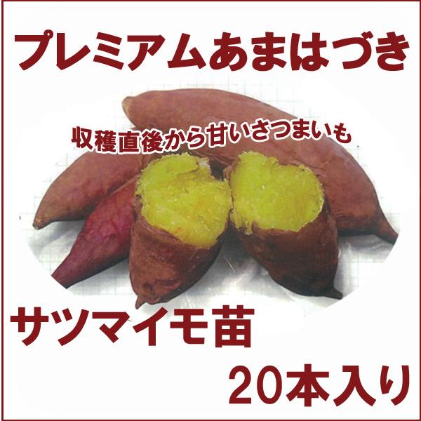 令和7年入荷分完売！】プレミアム あまはづき・サツマイモ苗
