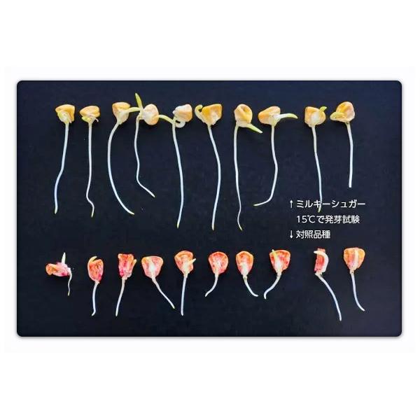 野菜の種/種子 ミルキーシュガー 85日タイプ・とうもろこし 150粒