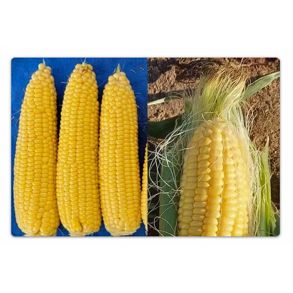 野菜の種/種子 ミルキーシュガー 85日タイプ・とうもろこし 150粒