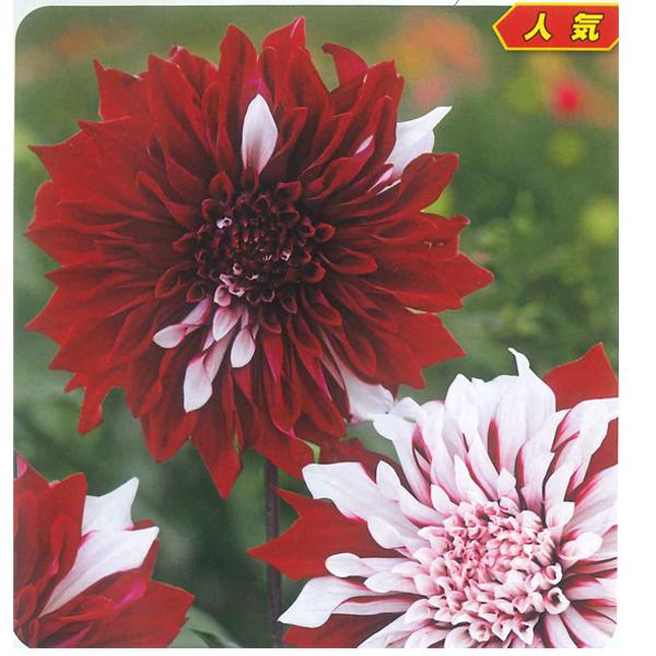 花・球根 秋田のダリア超巨大輪咲・浮気心 1球入 タキイ種苗