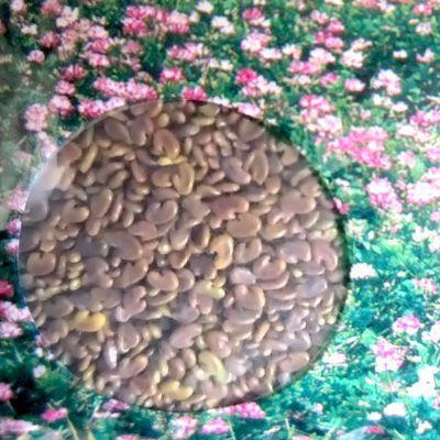 【お買い得！】れんげ草・レンゲ草・蓮華草 花の種 種子  1kg×10袋 爆買の画像