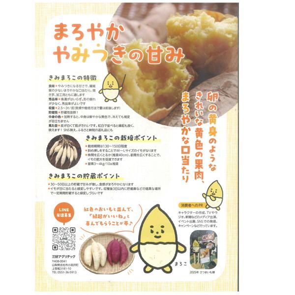 TVで話題！数量限定！】きみまろこ 皮が白い サツマイモ苗 さつまいも