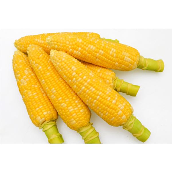 野菜の種/種子 どきどきコーン・とうもろこし トウモロコシ 100粒