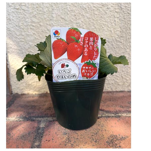 数量限定】果物の苗 やよいひめ イチゴ ・いちご苗/4号ポット/12cm