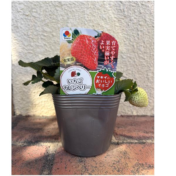 数量限定】果物の苗 カレンベリー イチゴ ・いちご苗/4号ポット/12cm