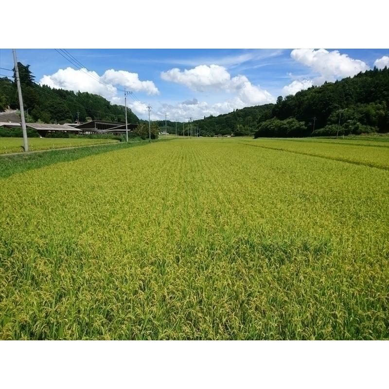 コシヒカリ精米20kg(5kg×4) 令和7年 神石高原町産 粘りと甘さのバランスが絶妙！ |  | 02