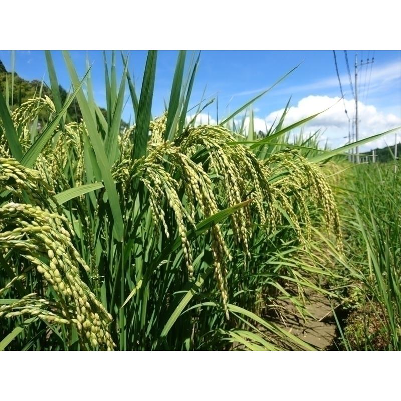 コシヒカリ精米20kg(5kg×4) 令和7年 神石高原町産 粘りと甘さのバランスが絶妙！ |  | 03