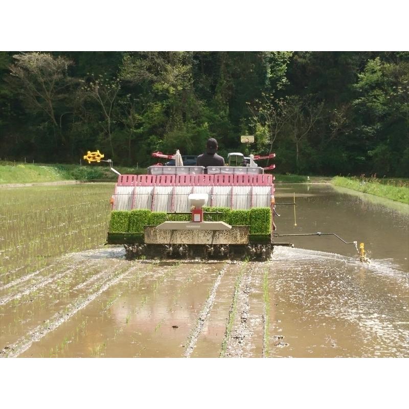 つきあかり 玄米20kg（10kg×2袋） 令和7年 広島県神石高原町産 肌の 