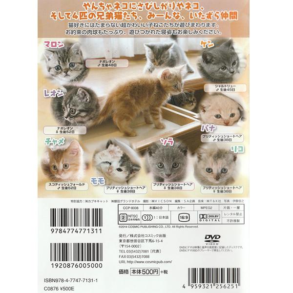 新生活 DVD かわいい いたずら子ねこ CCP-8008 子猫 子ねこ 猫 動物 通販 にゃんこんと2 キャット驚くオモシロねこ動画 ホントはこんなこと言ってたりして DVD