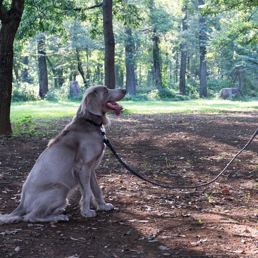 グリ gris WINCH LEASH INDUSTRIAL GREY 130cm GCL223101252の画像