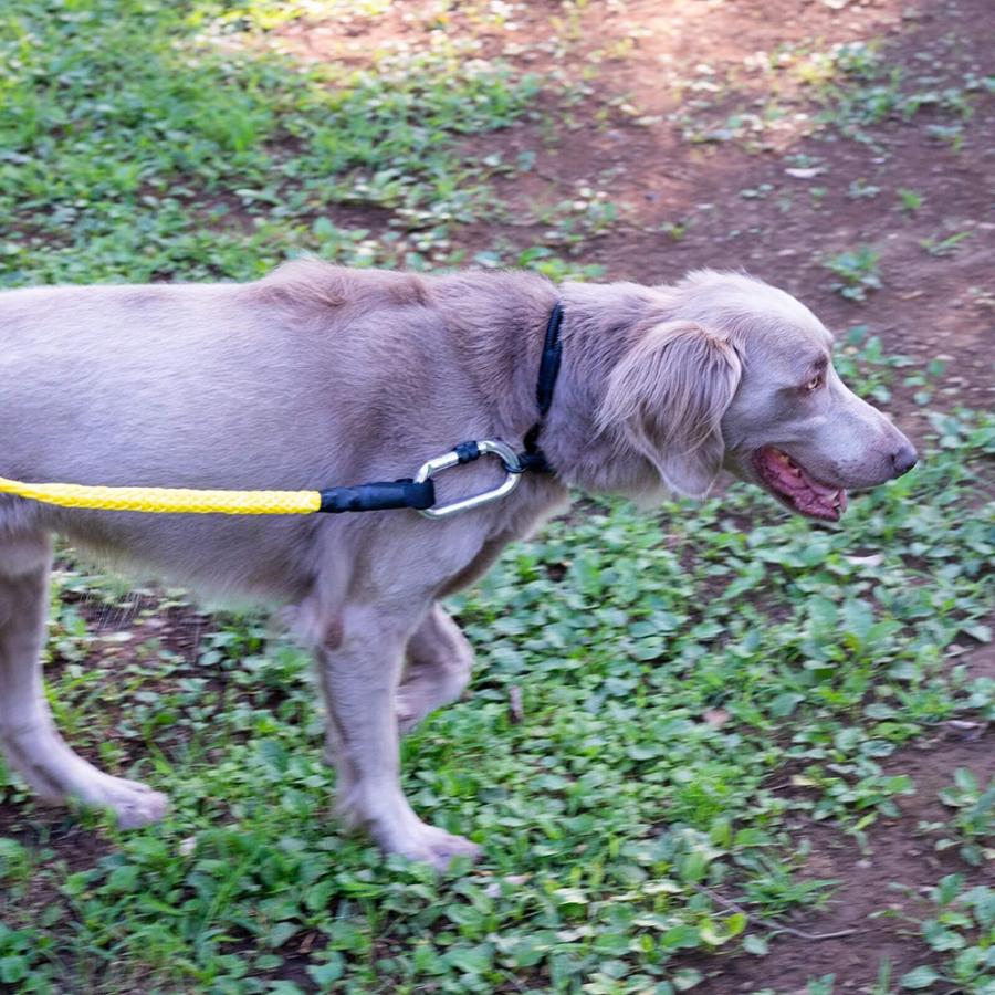 グリ gris WINCH LEASH SHOCK YELLOW 130cm GCL223101562の画像