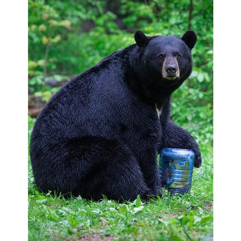 ベアボルト BEAR VAULT Journey BV-500 |  | 03