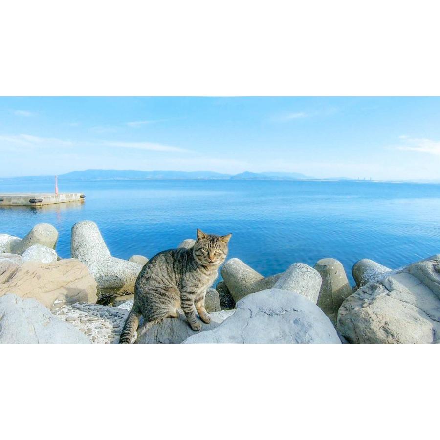 (未使用･未開封品)あいねこ 世界5大猫スポット・相島のねこたち [DVD] あいねこ 世界5大猫スポット・相島のねこたち - メルカリ