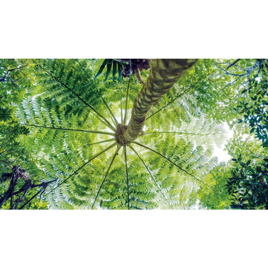 世界自然遺産 小笠原 〜ボニンブルーの海〜 ブルーレイ ビコムストア